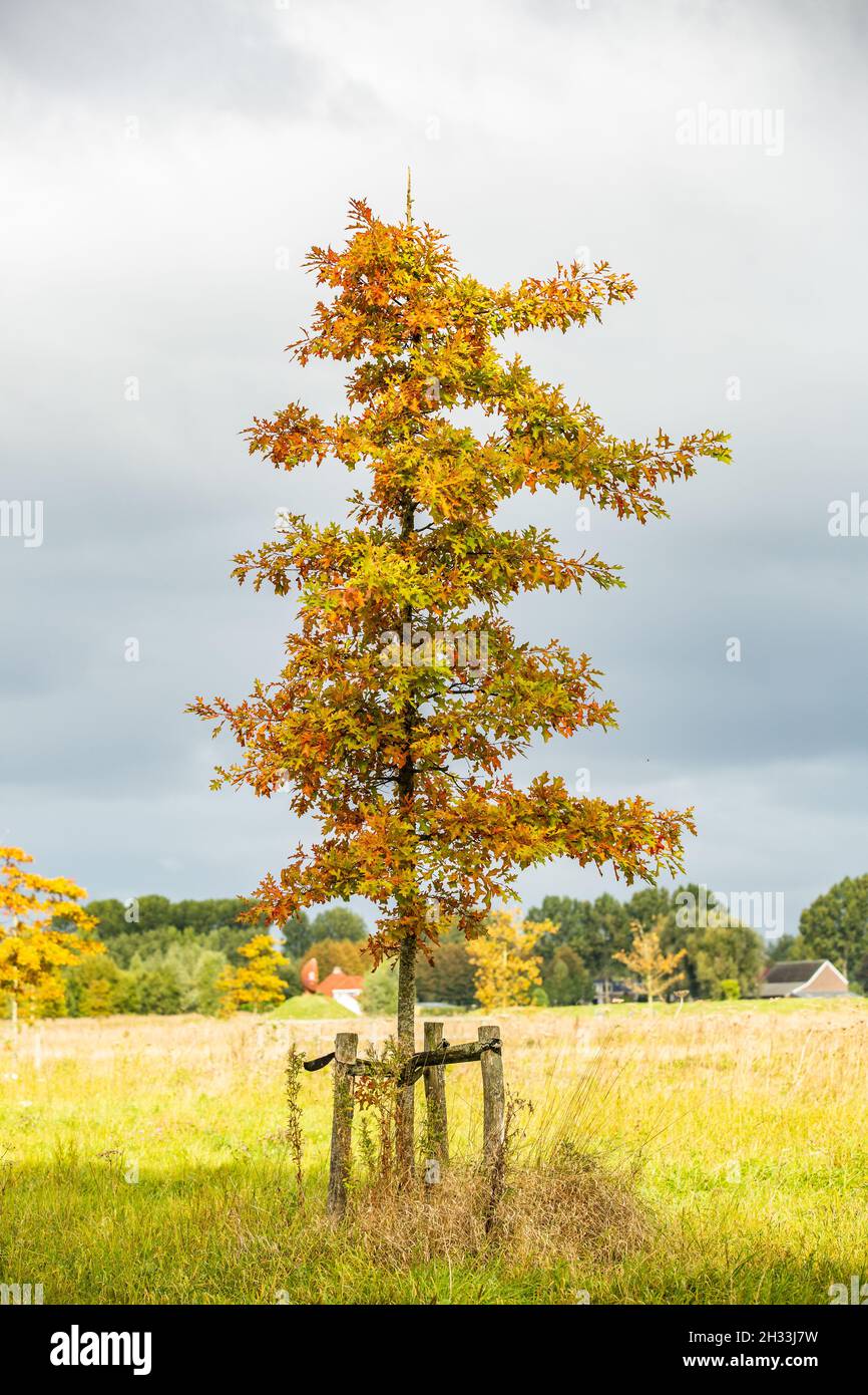 Einsame junge Nadeleiche, Quercus palustris, in einem Naturschutzgebiet vor verschwommenem Hintergrund mit grauem Himmel und Wolkendecke Stockfoto