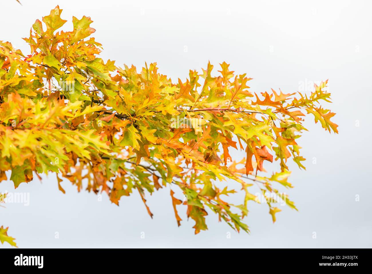 Nahaufnahme eines Zweiges der Nadeleiche, Quercus palustris, mit Herbstblättern vor klarem Hintergrund Stockfoto