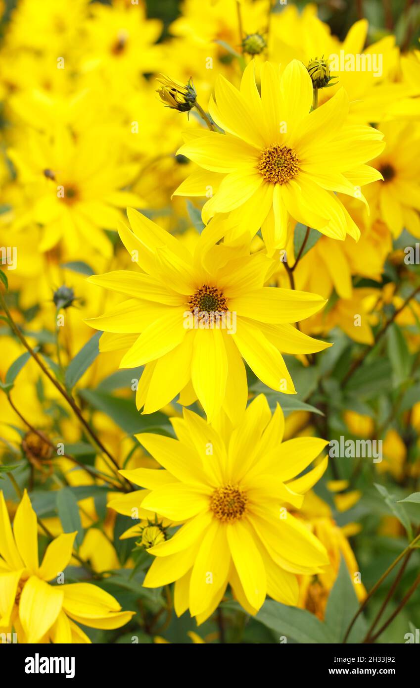 Mehrjährige Sonnenblume, Helianthus 'Miss Mellish' mit charakteristischen, lebendigen halbdoppelten Blüten. Auch genannt Helianthus × laetiflorus 'Miss Mellish. Stockfoto