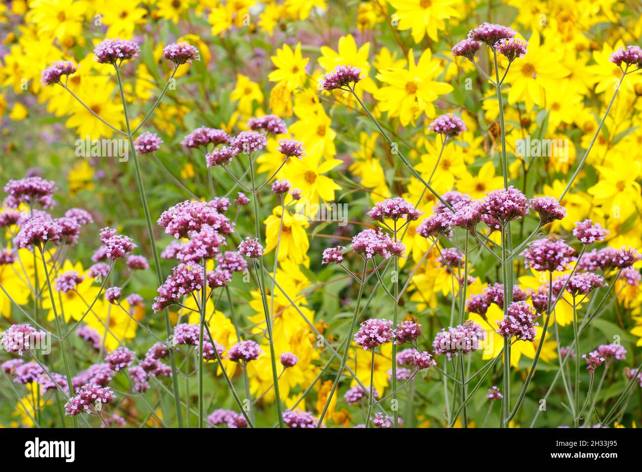 Verbena bonariensis gegen mehrjährige Sonnenblume, helianthus 'Miss Mellish' in einem Spätsommergarten Grenze. VEREINIGTES KÖNIGREICH Stockfoto