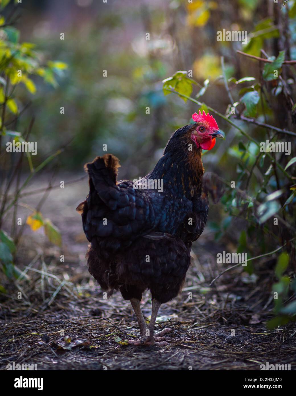 Selektive Nahaufnahme einer schwarzen Henne im Hof Stockfoto