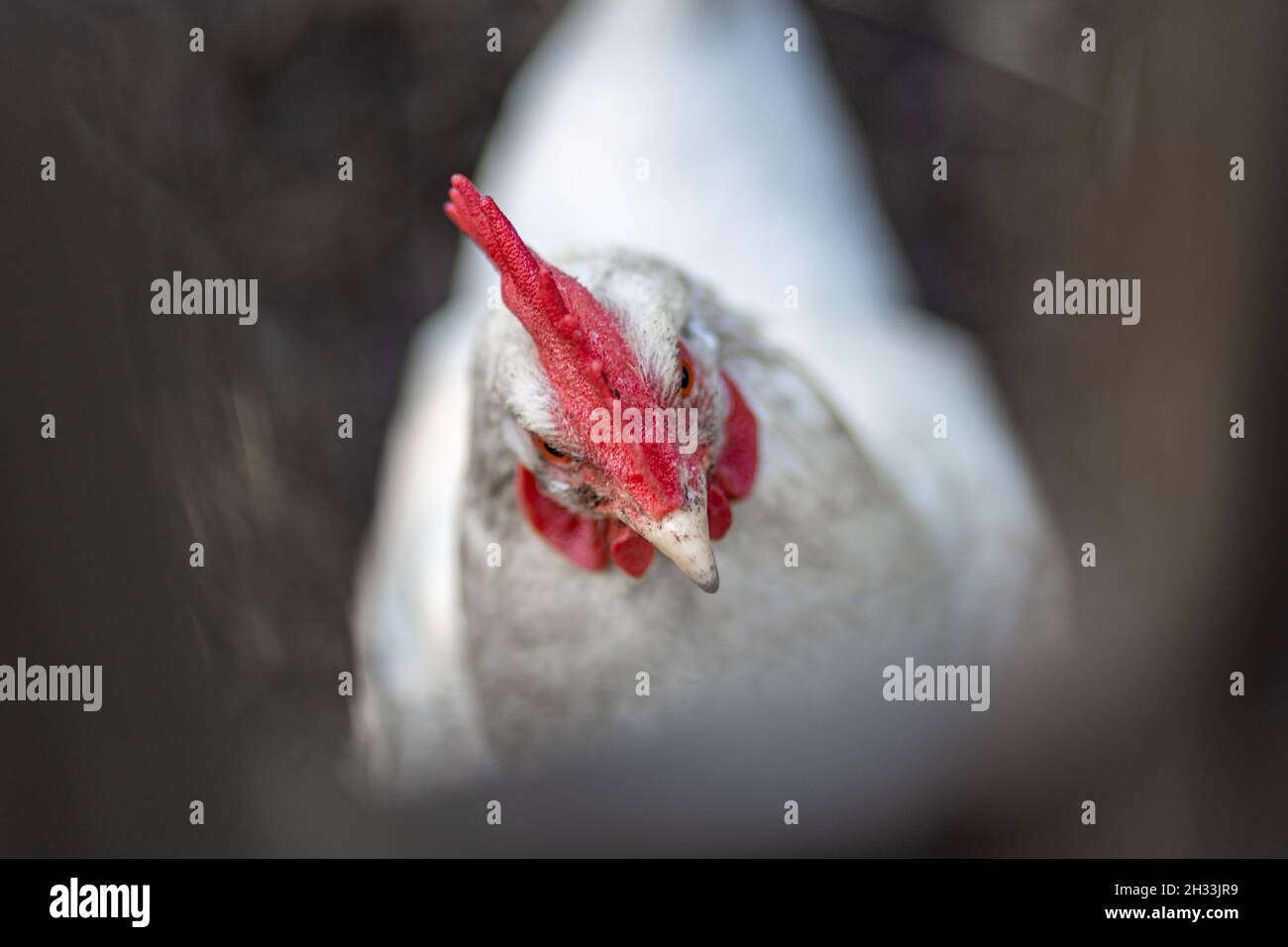 Selektive Nahaufnahme einer weißen Henne im Hof Stockfoto