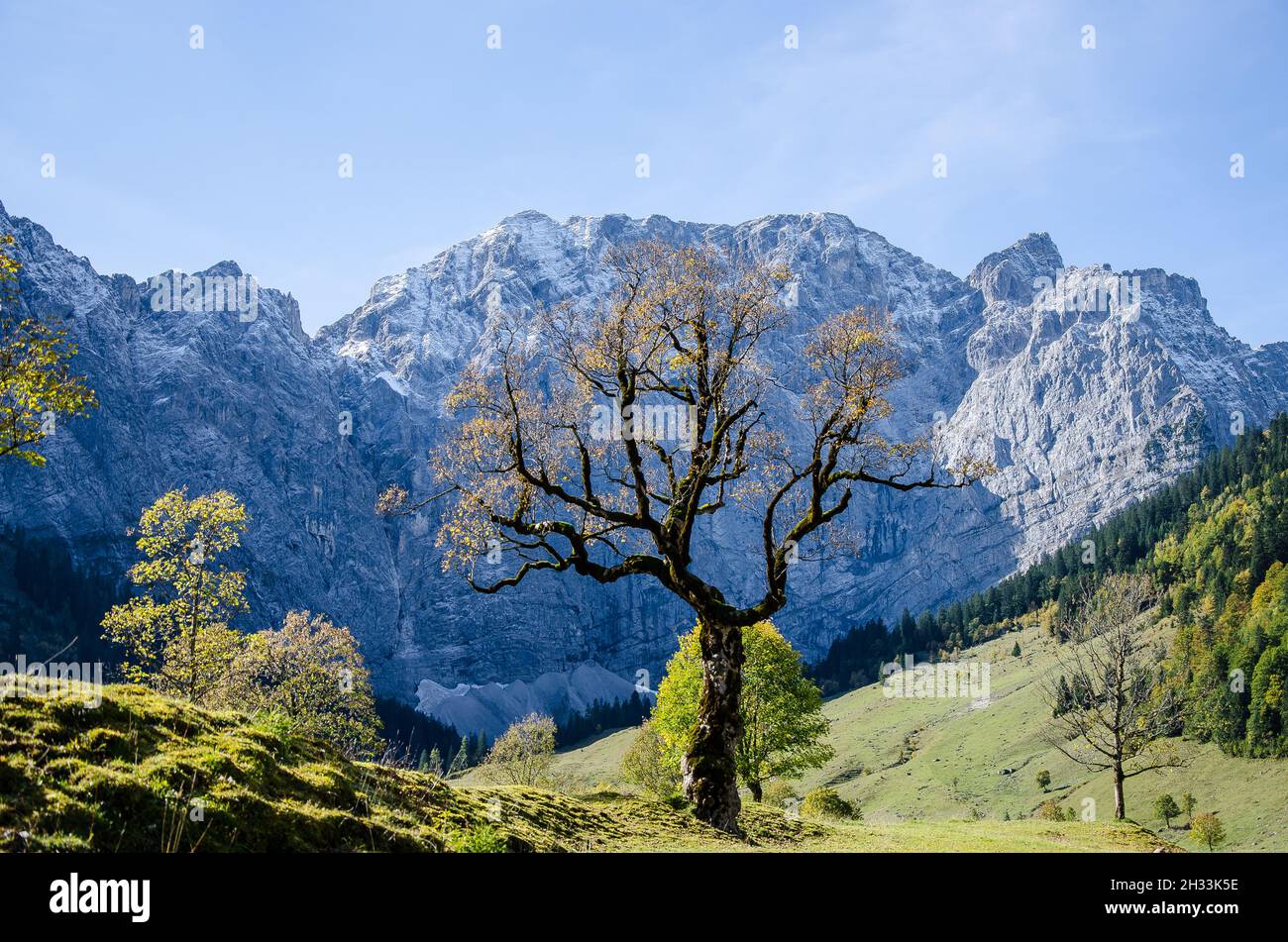 Das Hochplateau der Hinterriss und der eng ist ein besonderes landschaftliches Merkmal mit dem Ahornboden, dem größten Ahornbaumgebiet der Alpen Stockfoto