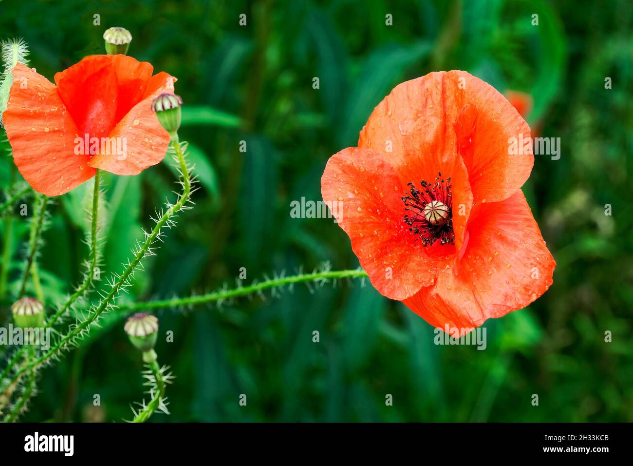 Gewöhnliche Mohnblumen in einem Norfolk-Garten. Stockfoto