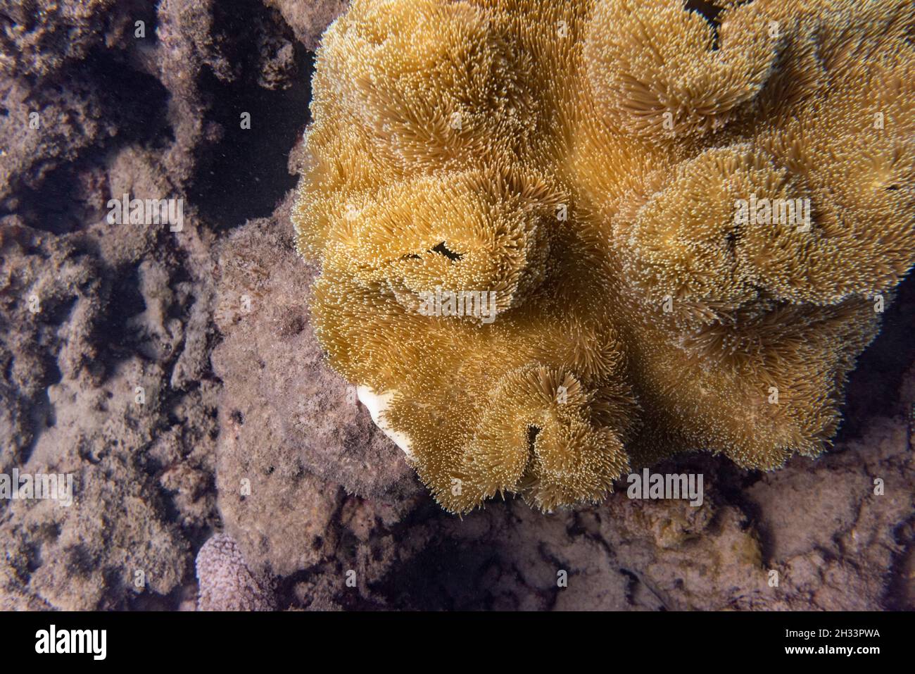 Kaulbarren, Niedrige Inseln, Great Barrier Reef, Queensland, Australien Stockfoto