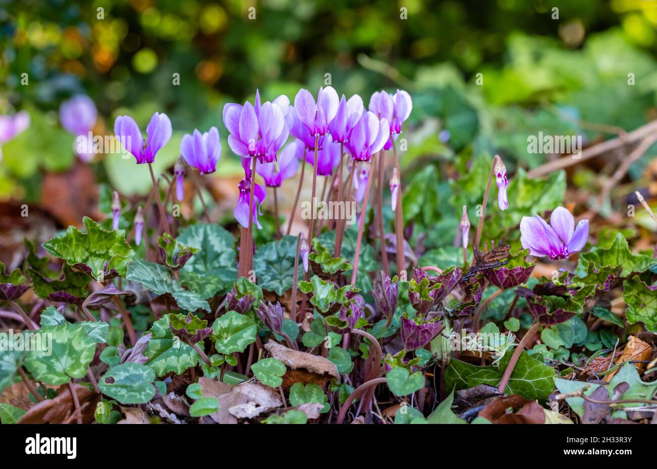 Hübsches, kleines, rosa bis violett blühendes Cyclamen hederifolium (efeublättrige Cyclamen) in Blüte in einem Garten in Surrey, England, Nahaufnahme Stockfoto