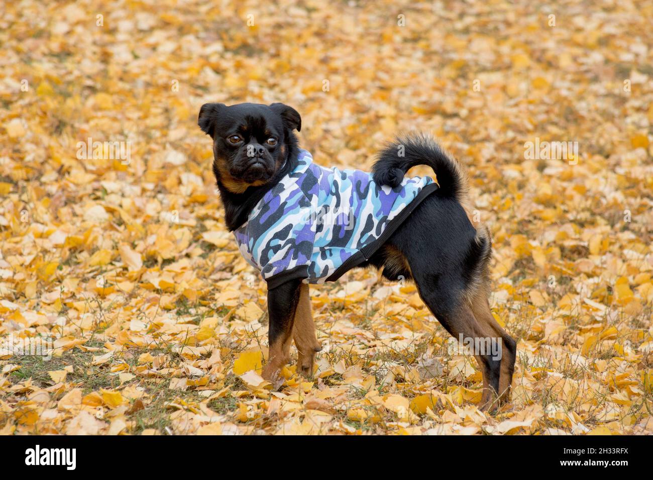 Auf einem gelben Laub im Herbstpark steht das niedliche kleine Brabancon in schöner Tierkleidung. Haustiere. Reinrassige Hündin. Stockfoto