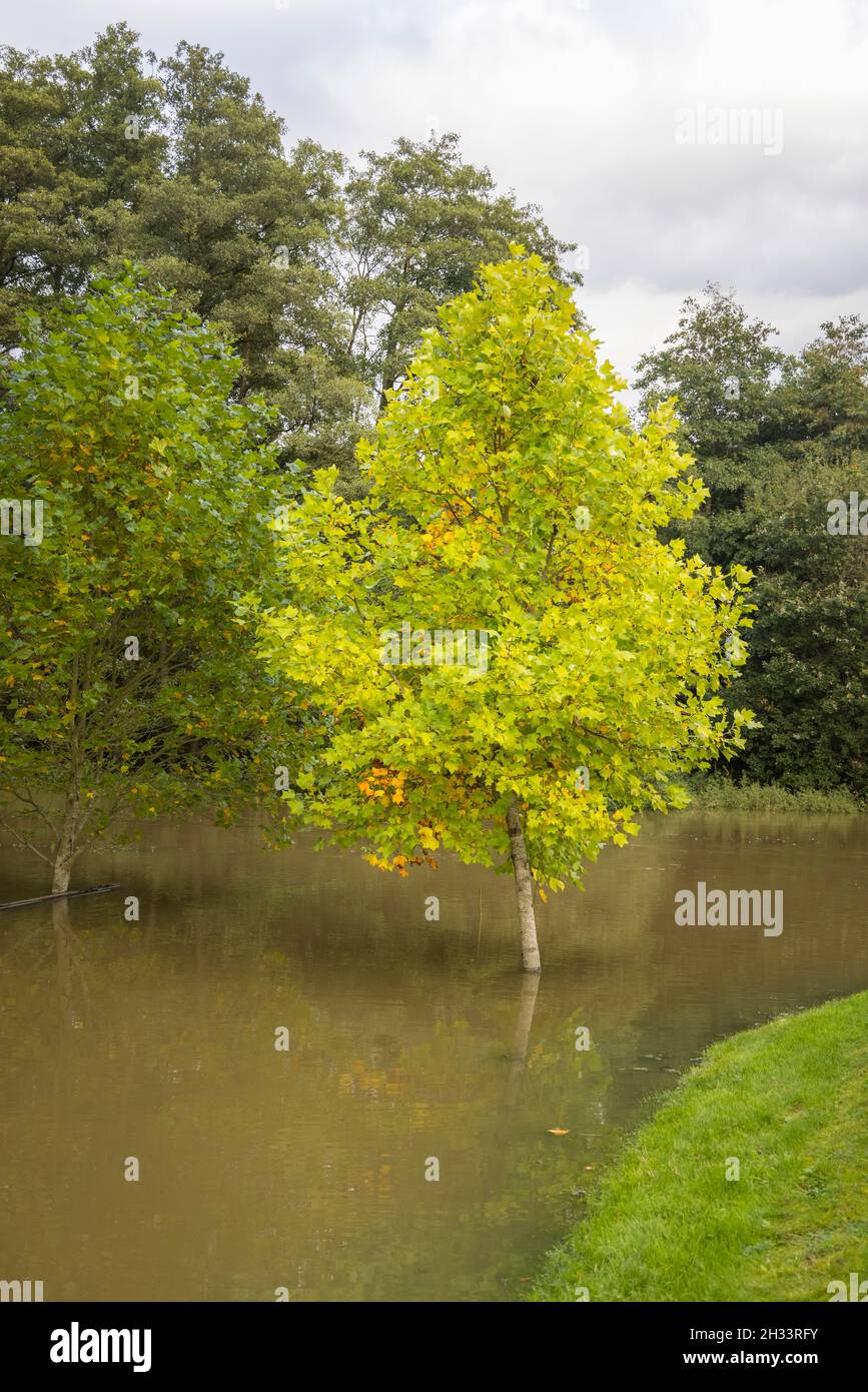 Liquidmbar (Liquidambar styraciflua) Baum, der im Herbst im überfluteten Fluss Mole im Pakshill Park, Cobham, Surrey, Südostengland, steht Stockfoto