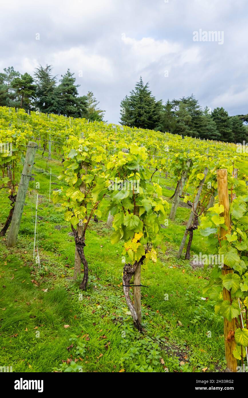 Weinberge und Weinreben wachsen im Herbst im Painshill Park, Cobham, Surrey, Südostengland Stockfoto