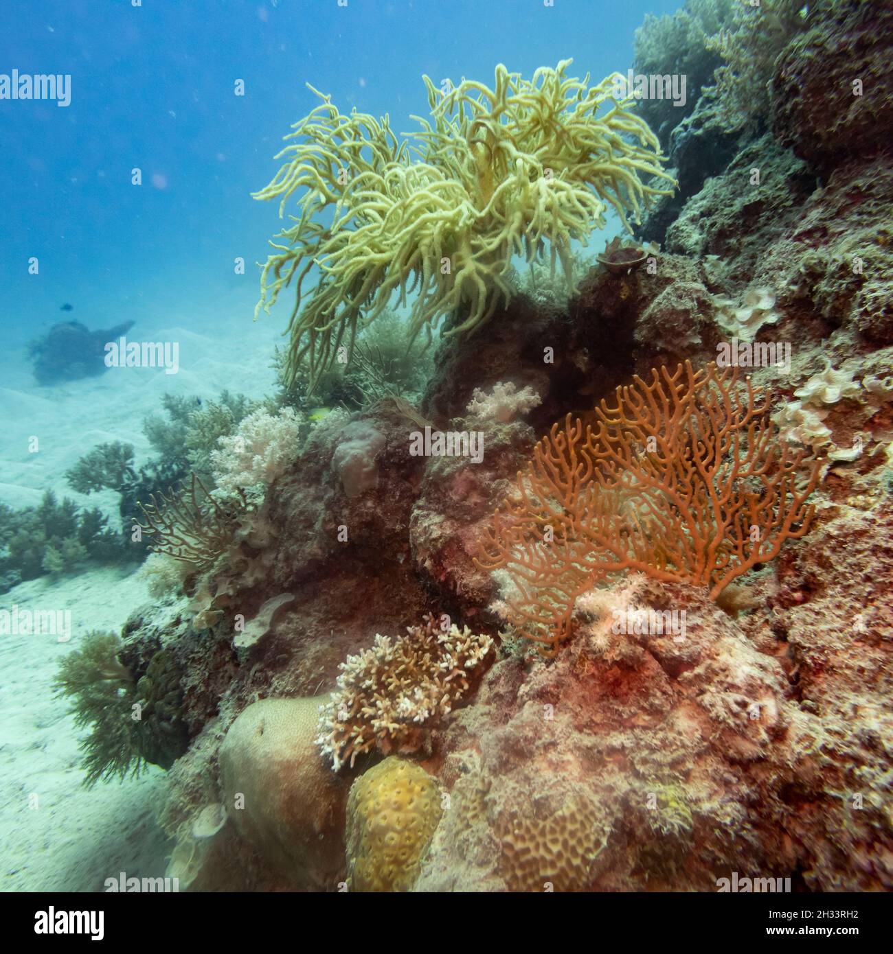 Korallen, Low Isles, Great Barrier Reef, Queensland, Australien Stockfoto