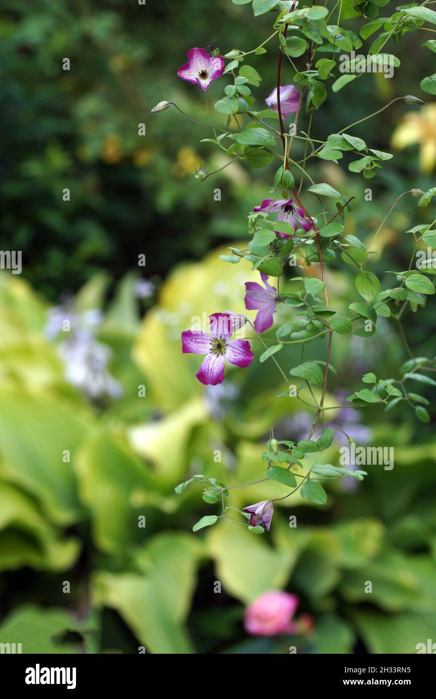 Schöne Sommerblumen in einem vertikalen Garten im Garten. Blume Clematis Tango Stockfoto