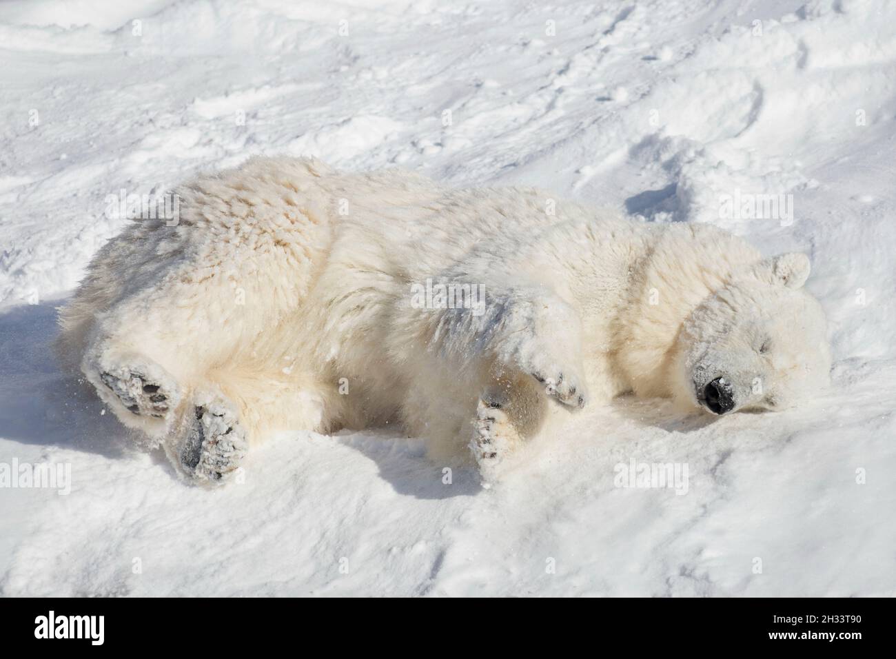 Eisbärenjunge liegt und schläft auf dem weißen Schnee. Ursus maritimus oder Thalarctos Maritimus. Tiere in der Tierwelt. Stockfoto