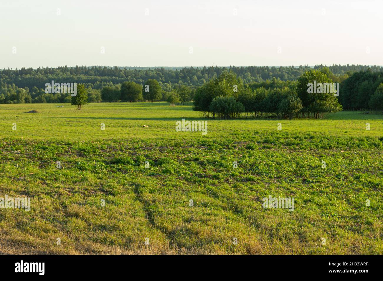 Green Plain View Bäume Wald Gras Blätter Natur Stockfoto