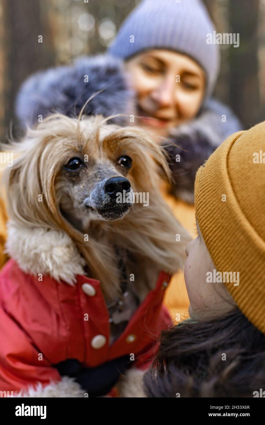 Ein süßes kaukasisches Mädchen hält einen chinesischen Haubenhund in den Armen. Glückliches Mädchen und ihre Mutter gehen an einem sonnigen Herbsttag mit einem Haustier im Park spazieren. C Stockfoto