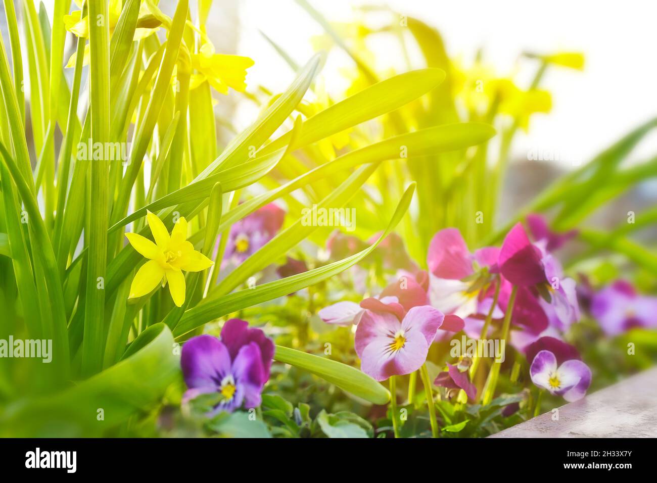 Nahaufnahme von kleinen gelben Narzissen in voller Blüte und lila Stiefmütterchen in der Morgensonne, Frühlingshintergrund Textur. Stockfoto