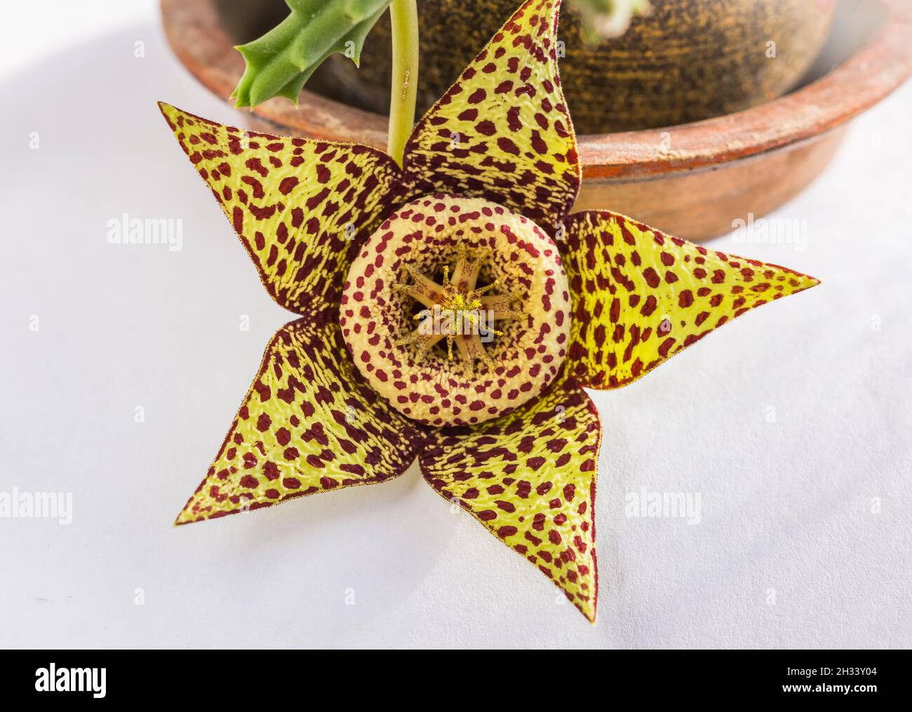 Nahaufnahme der Blüte der Sukkulenten Pflanze Orbea variegata oder stapelia variegata im Blumentopf zu Hause. Bekannt als Sternblume oder Seesterne Kaktus, Aas Ca Stockfoto