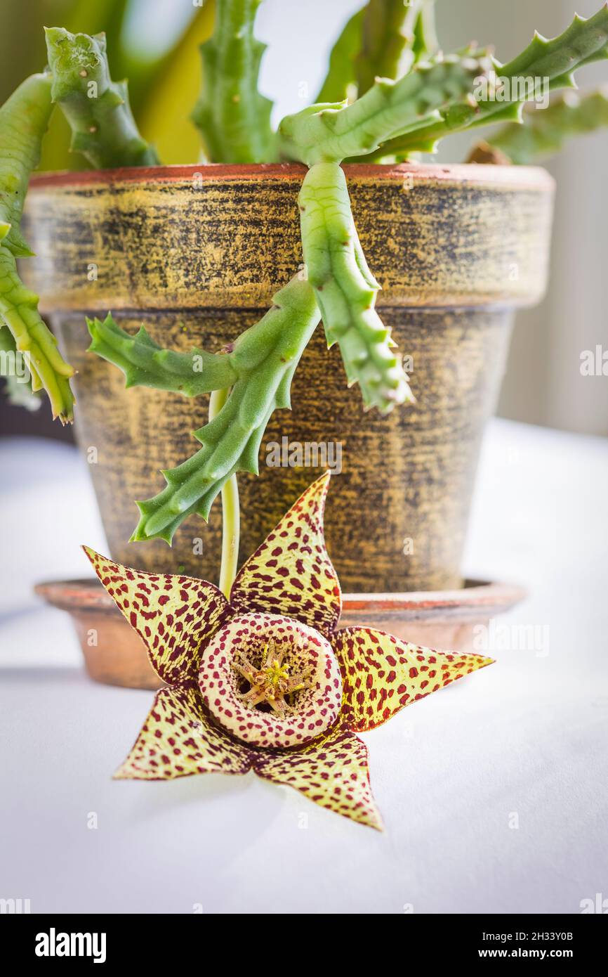 Nahaufnahme der Blüte der Sukkulenten Pflanze Orbea variegata oder stapelia variegata im Blumentopf zu Hause. Bekannt als Sternblume oder Seesterne Kaktus, Aas Ca Stockfoto