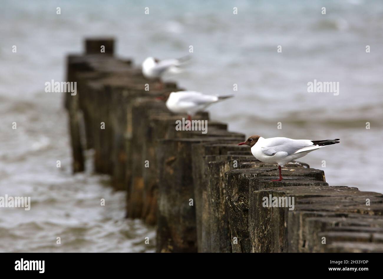 Möwen auf Holzpfosten in der Ostsee Stockfoto
