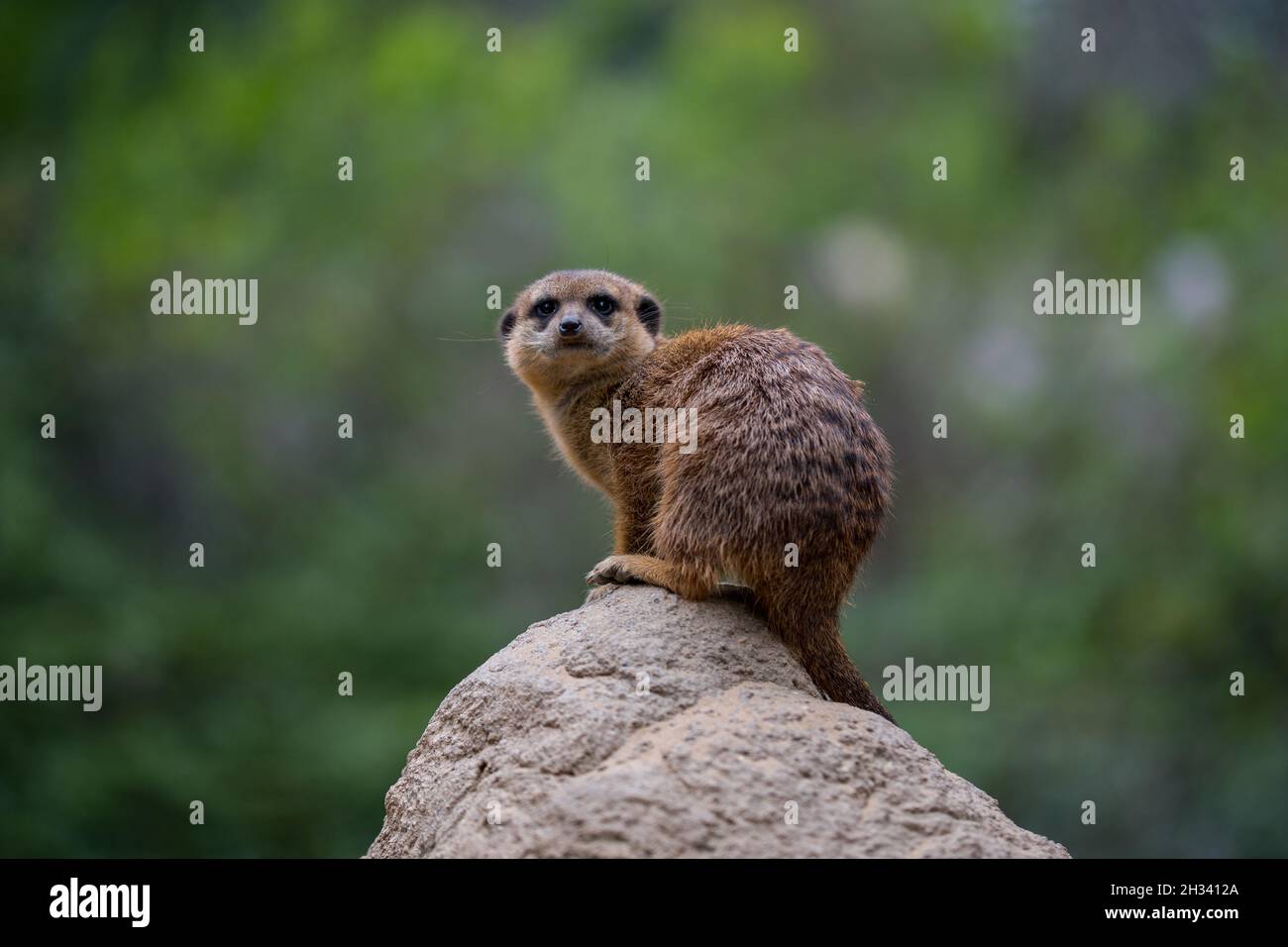 Ein Erdmännchen auf einem Erdmännchen auf einem Stein Stockfoto