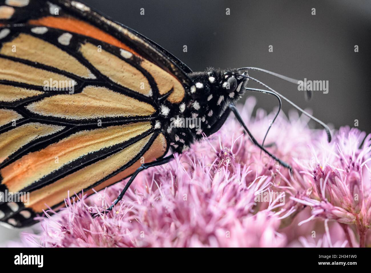 Makroaufnahme eines Monarchen-Schmetterlings (Danaus plexippus), der sich durch seine Proboscis auf Joe Pye-Weed (Eutrochium pureum) ernährt. Speicherplatz kopieren. Stockfoto