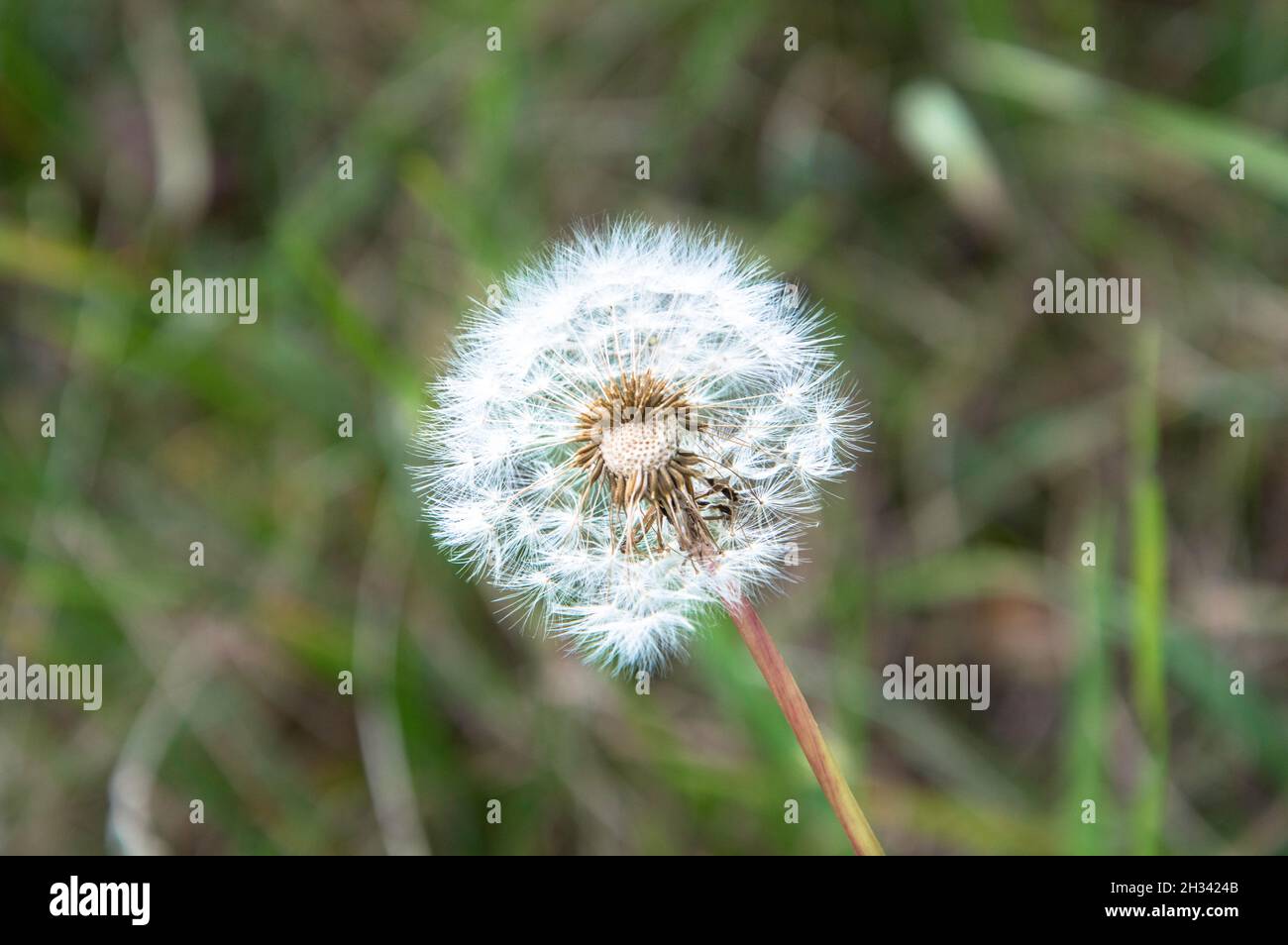 DSC8556 Stockfoto