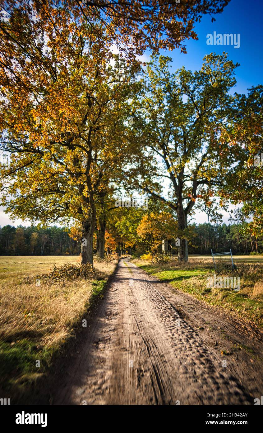 Waldweg in der Neuruppina Heide. In herbstlicher Lichtstimmung. Das Laub leuchtet in allen Herbstfarben Stockfoto