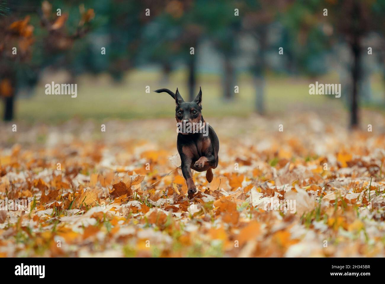 Kleiner Pinscher Hund läuft im Park ohne Menschen am Herbstnachmittag Stockfoto