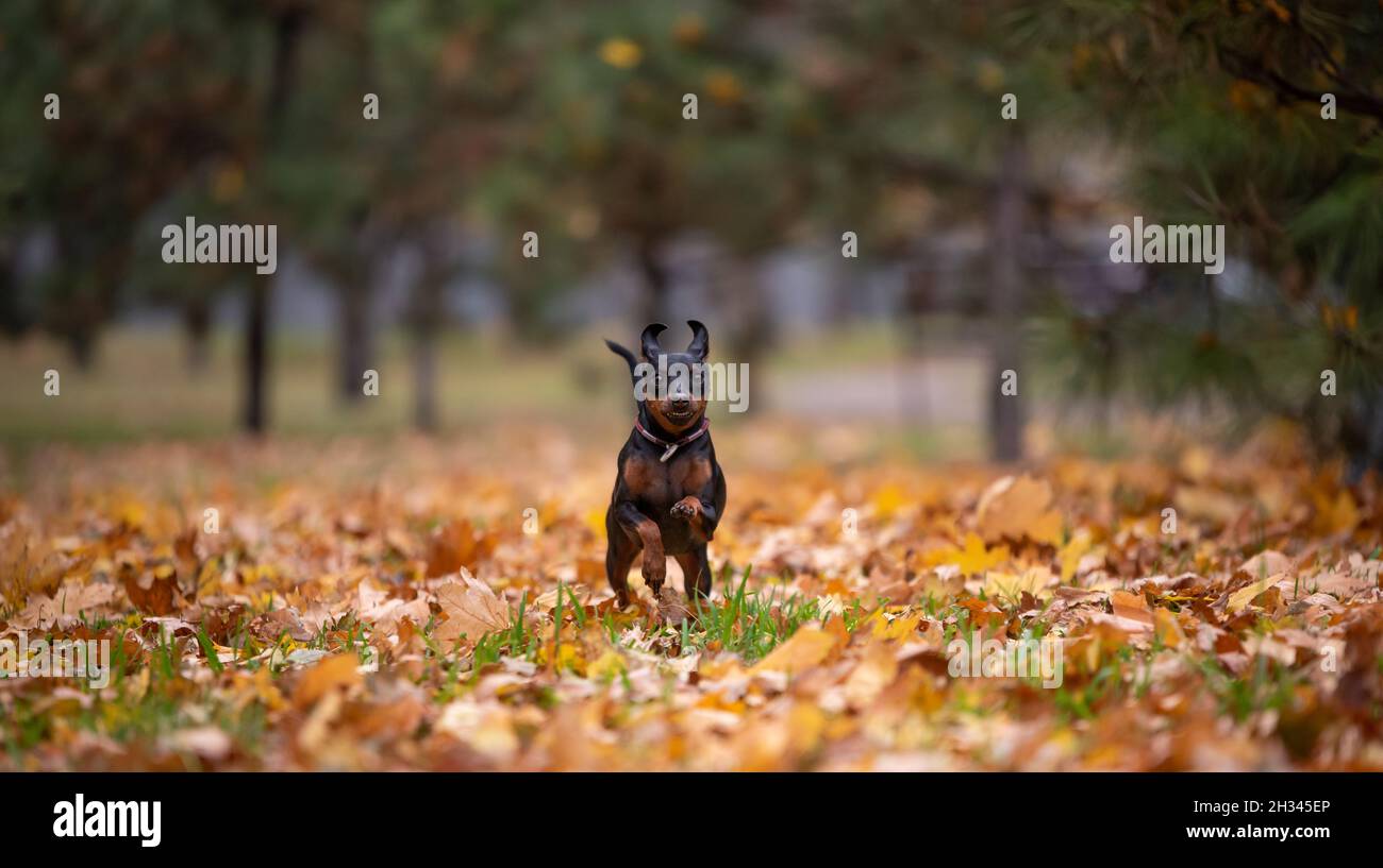 Kleiner Pinscher Hund läuft im Park ohne Menschen am Herbstnachmittag Stockfoto