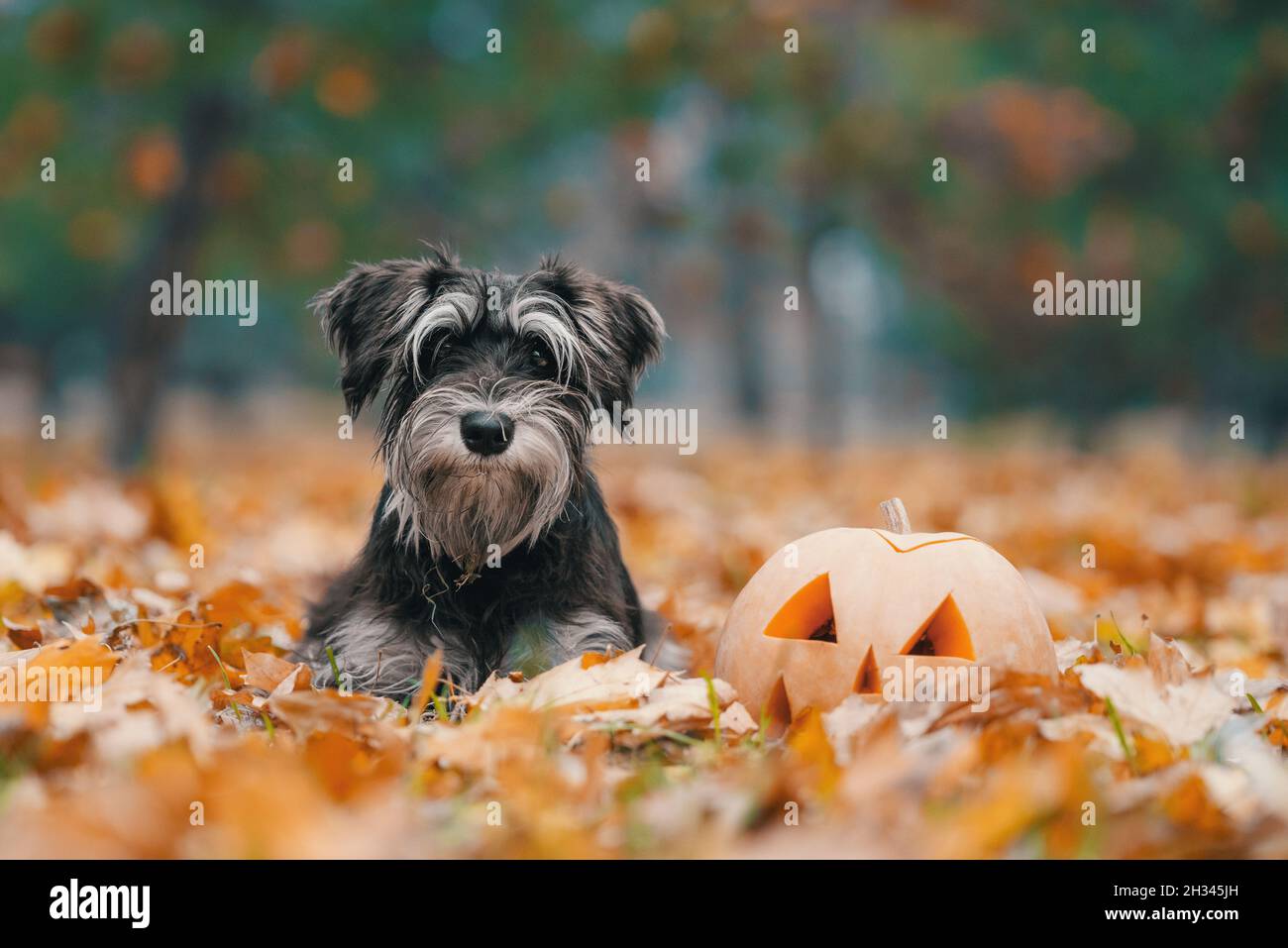 Kleiner Schnauzer Hund im Park mit Kürbiskopf halloween aus nächster Nähe Stockfoto