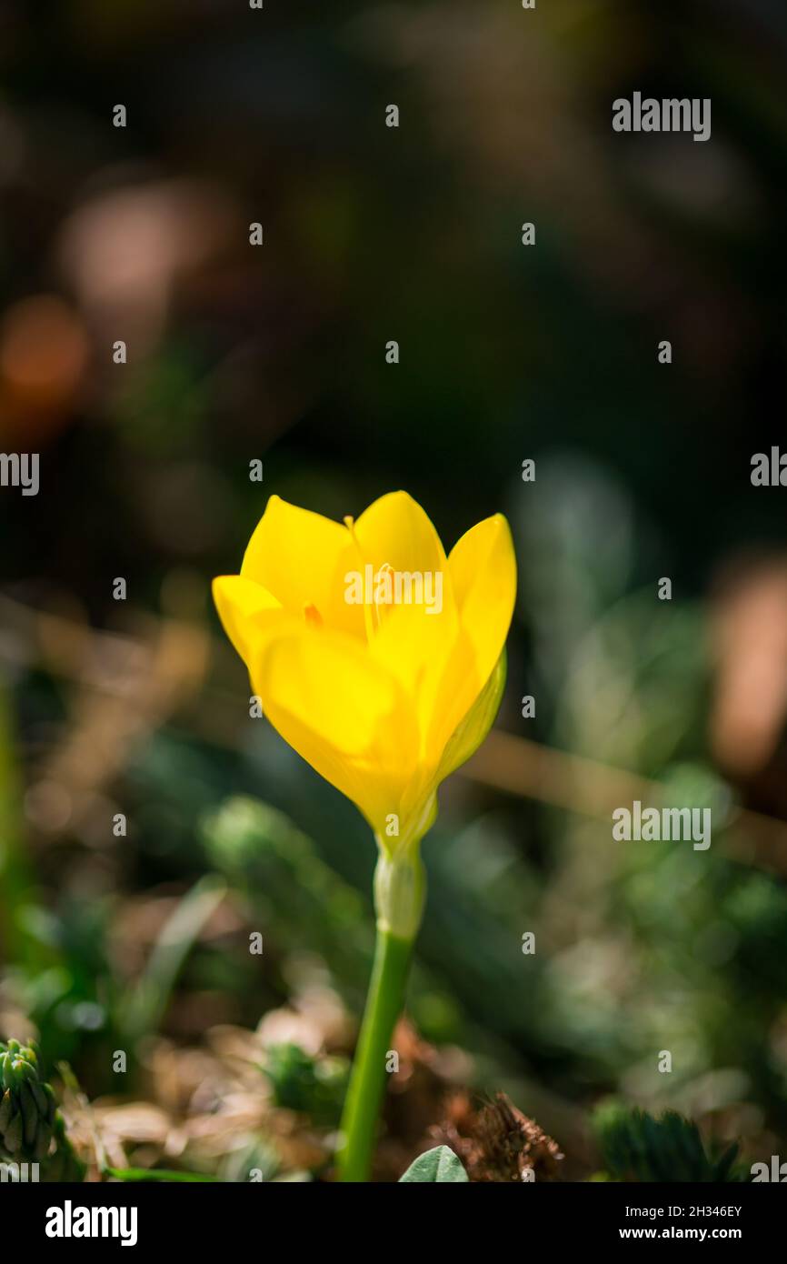 Herbst wild und Garten Blumen - gelbe Krokus auf einem Hintergrund von Bokeh Stockfoto