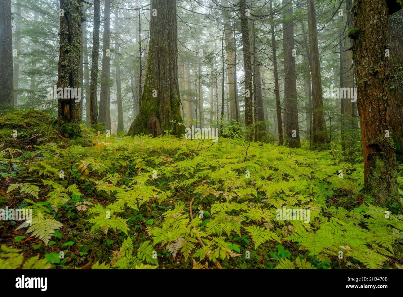 Antiker gemäßigter Regenwald im Landesinneren in der Nähe der Stadt Prince George im Norden von British Columbia, Kanada. Stockfoto