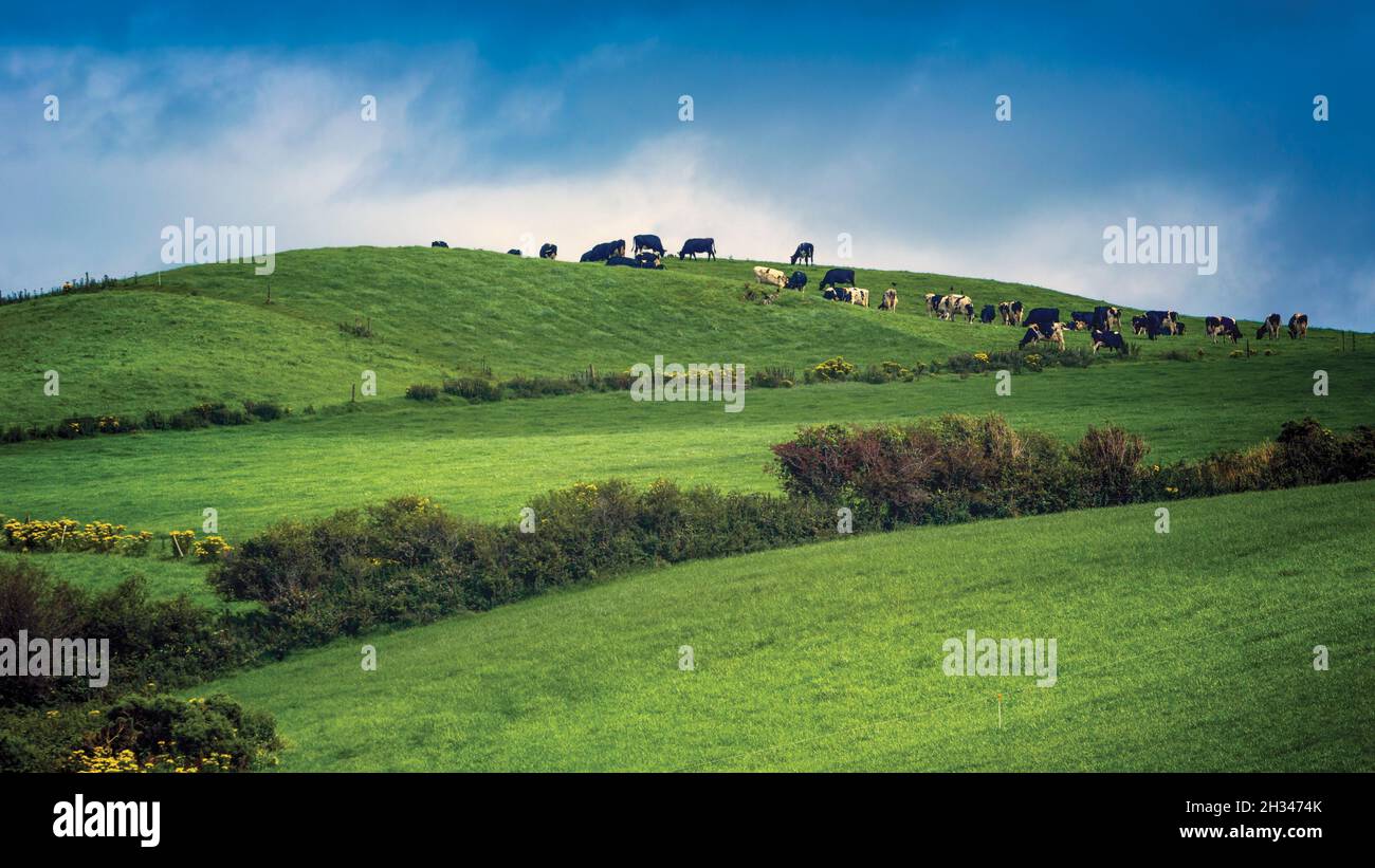 Viehweide auf einem Hügel in der Nähe von Ballyhoulihan, County Cork, Republik Irland. Irland. Stockfoto