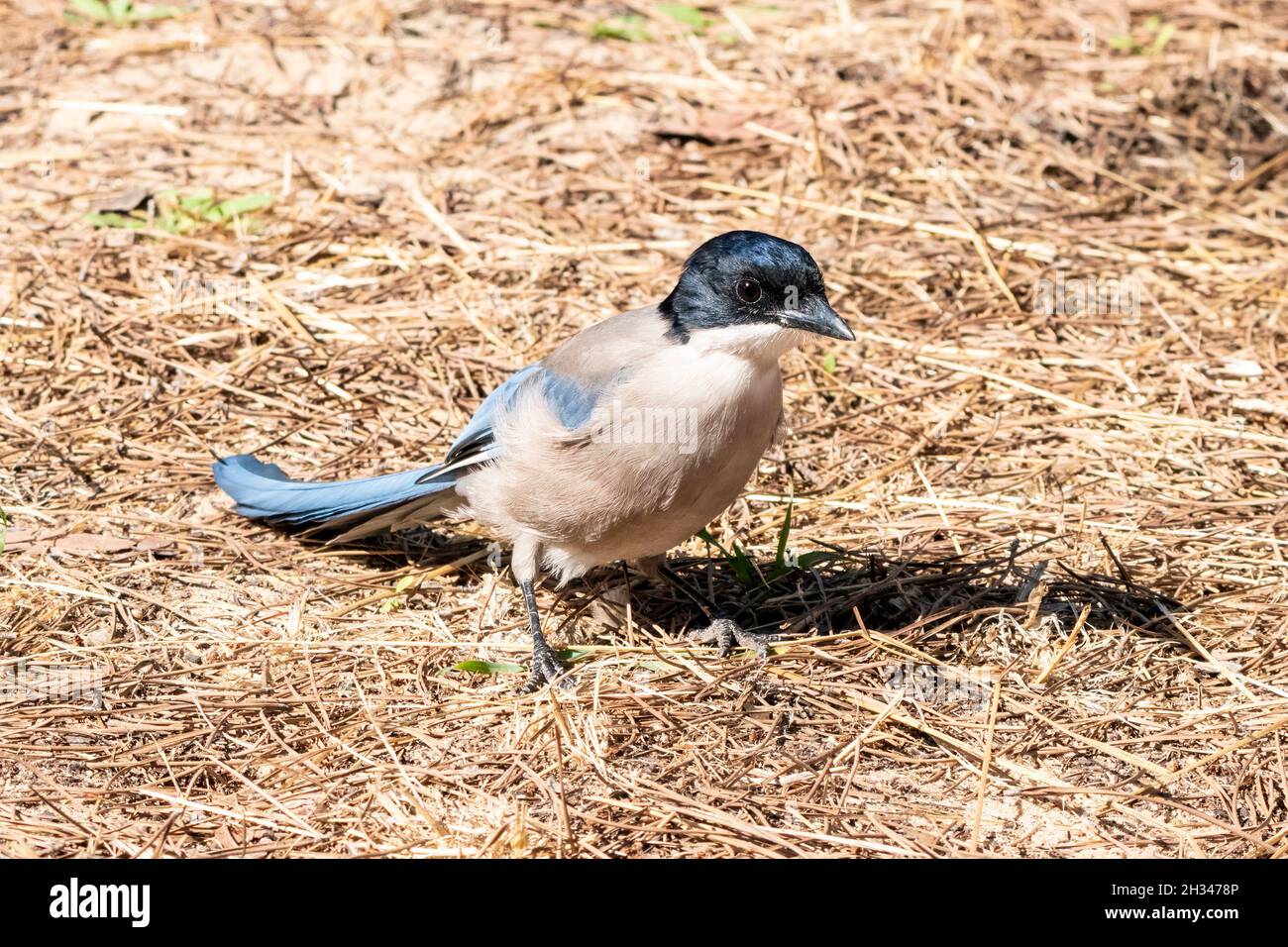 Auf der Suche nach dem Futter auf dem Waldboden befindet sich die Azure-geflügelte Elster (Cyanopica cyanus) Stockfoto