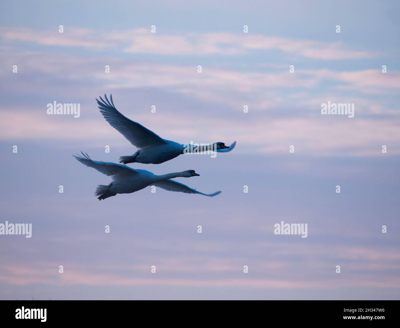 Paar Erwachsene Weiße Schwäne im Flug in der Abenddämmerung. Stockfoto