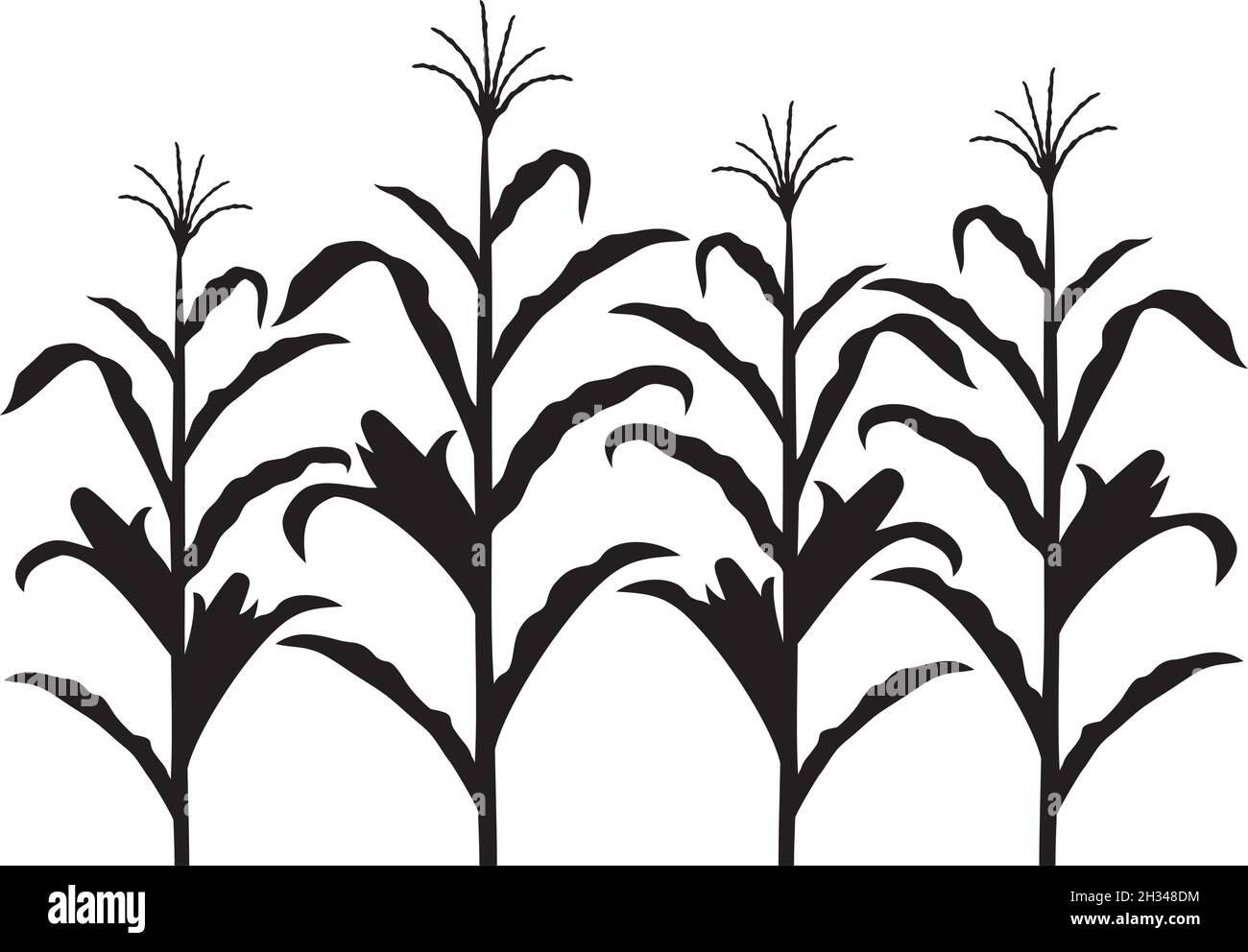 Vektorgrafik Maisstiel in Schwarz und Weiß Stock Vektor