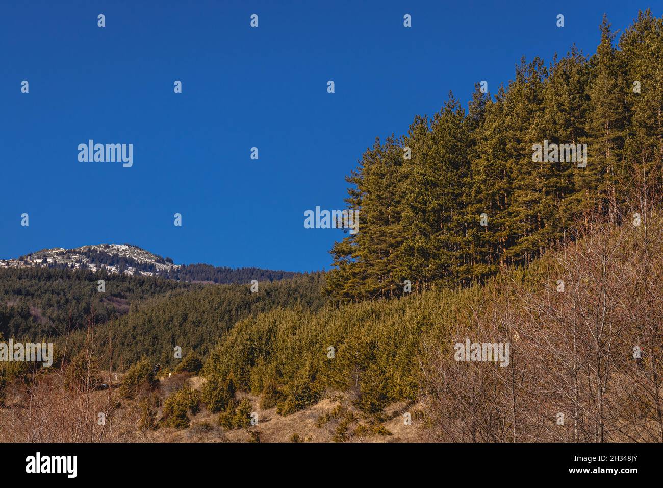 Kiefernwald im Berg Vitosha Stockfoto