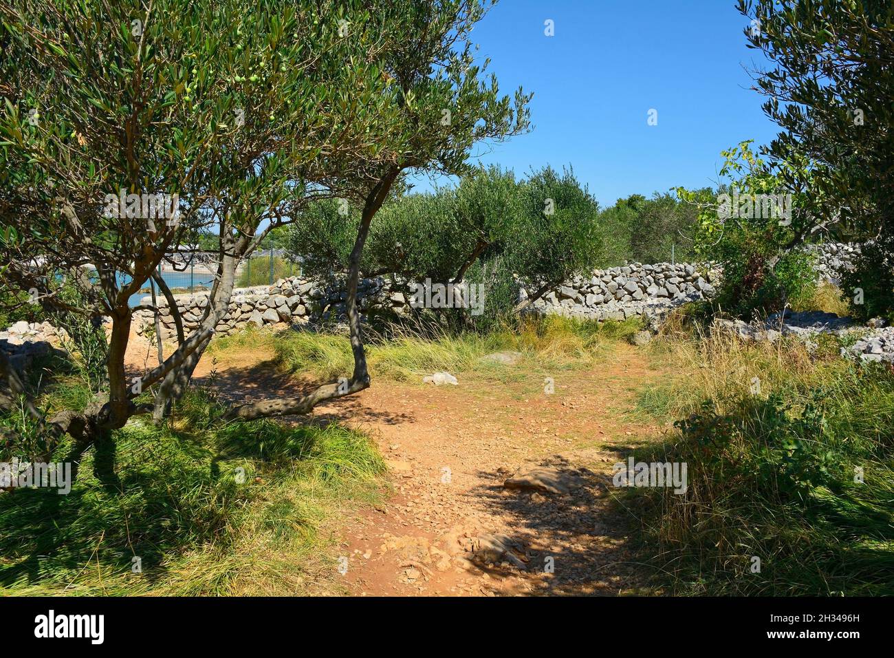 Ein Küstenweg südlich der Stadt Punat auf der Insel Krk in der Gespanschaft Primorje-Gorski Kotar im westlichen Kroatien im Spätsommer Stockfoto