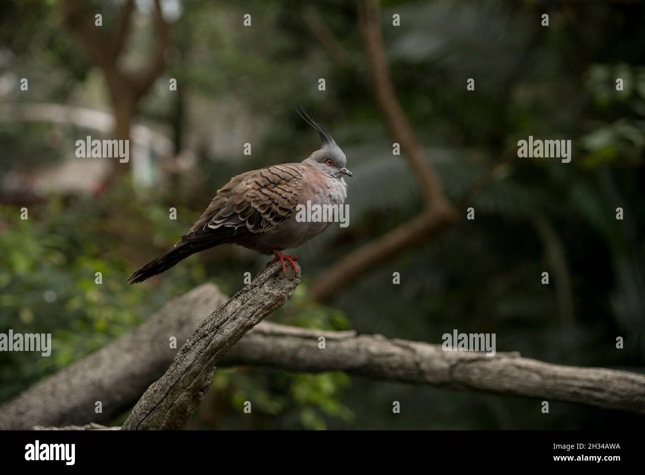 Australische Haubentaube Stockfoto