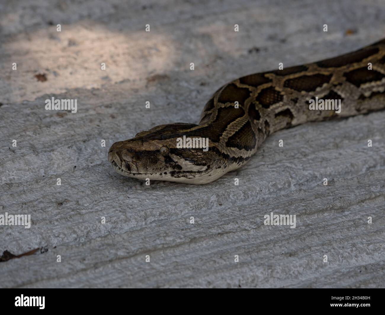 Burmesischen python Stockfoto