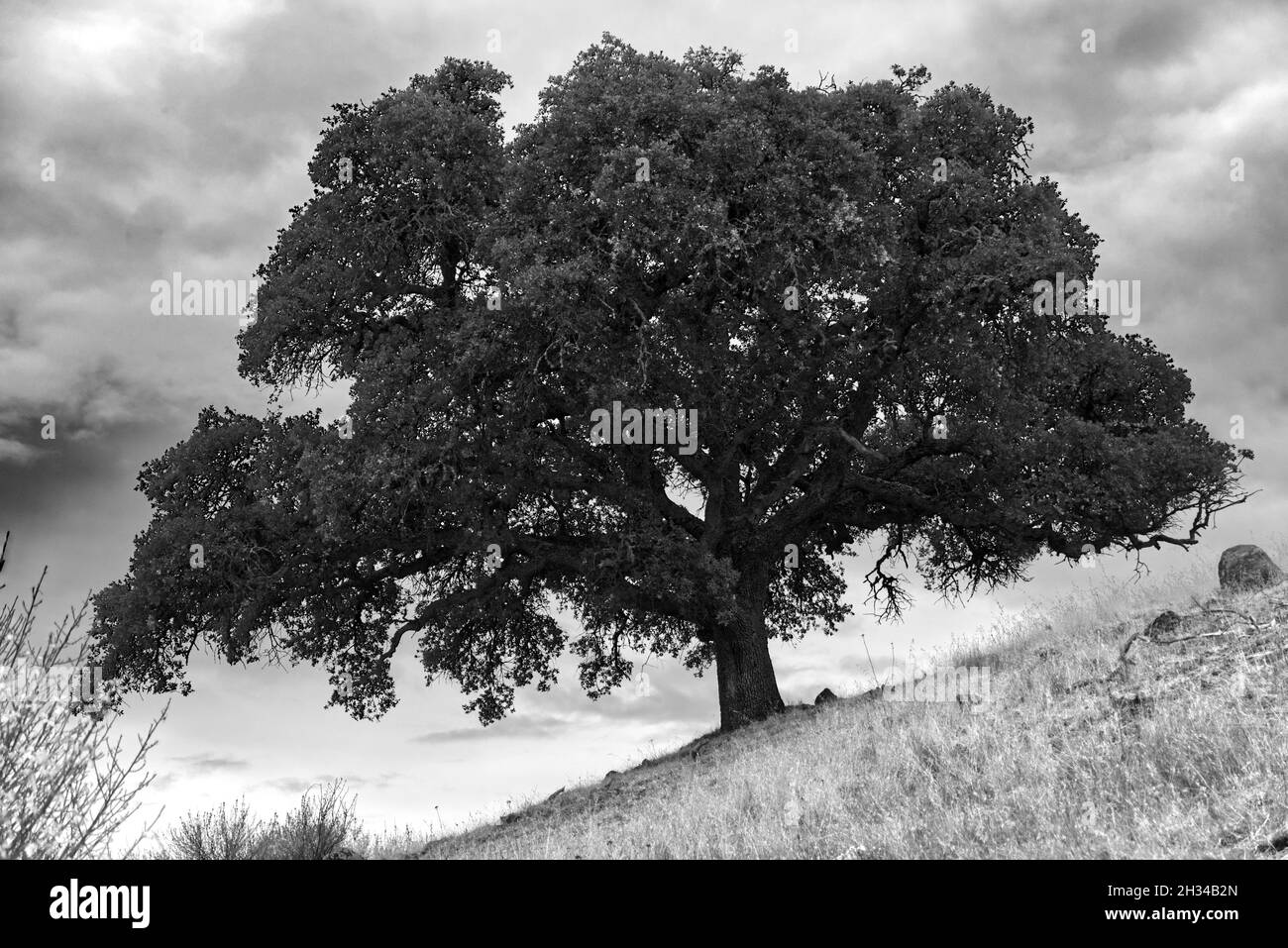 Lone Oak auf der Lone Tree Road Stockfoto