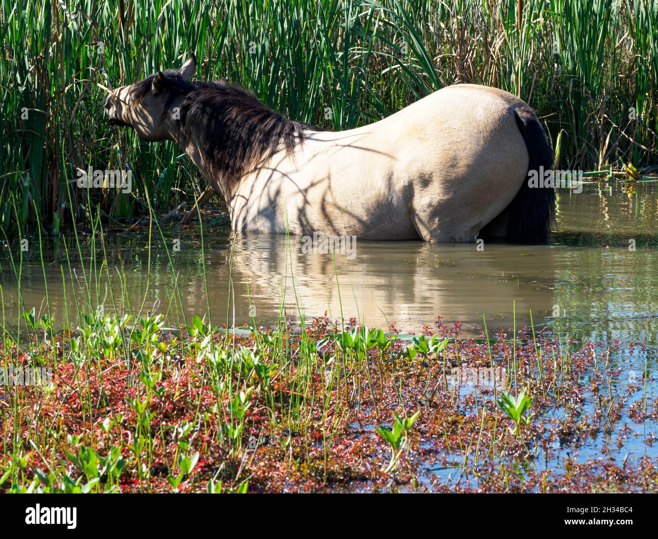 New Forest Pony watet ins Wasser, um Schilf am Hatchet Pond, The New Forest, Hampshire, Großbritannien, zu essen Stockfoto