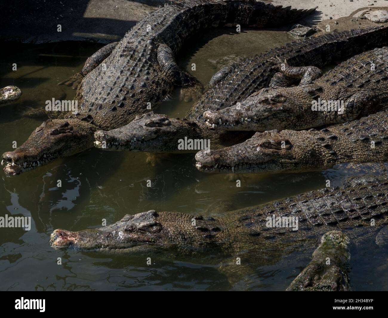 Krokodile Stockfoto