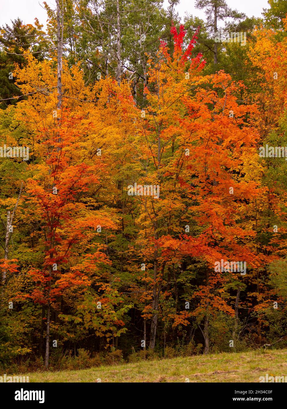 WARREN, VERMONT, USA - Herbstlaub, Herbstfarbe in Mad River Valley, Green Mountains. Stockfoto