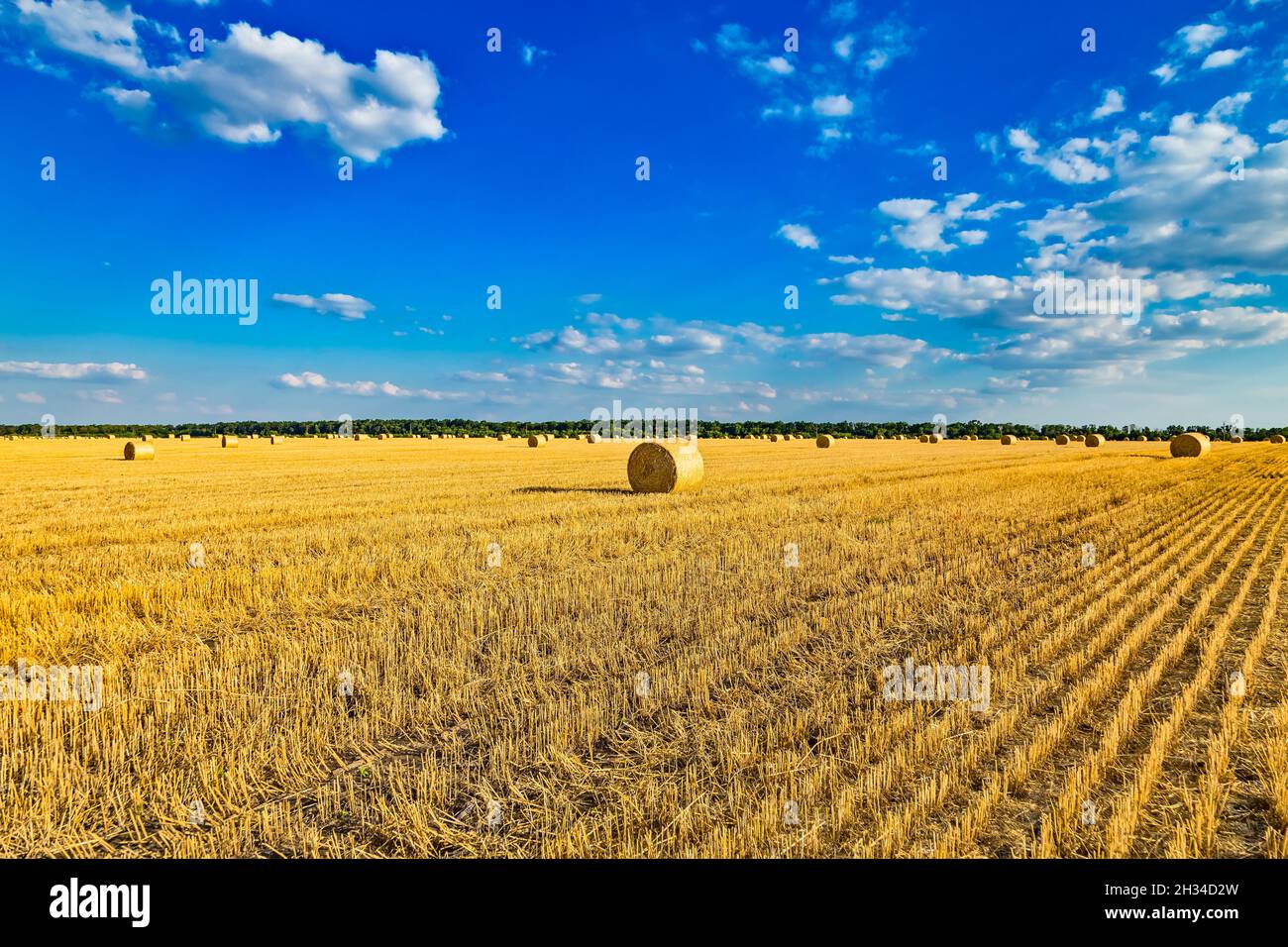 Große runde zylindrische Stroh- oder Heuballen auf dem Land auf gelbem Weizenfeld im Sommer oder Herbst nach der Ernte an sonnigen Tagen. Stroh wird als Biofu verwendet Stockfoto