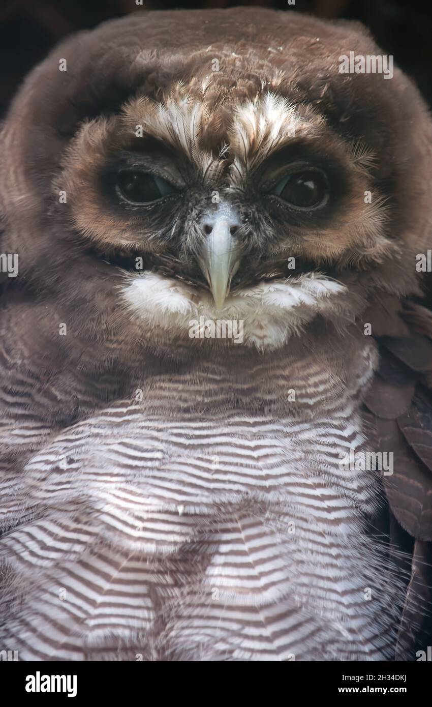 Braune Holzkauze Nahaufnahme Porträt. Stockfoto