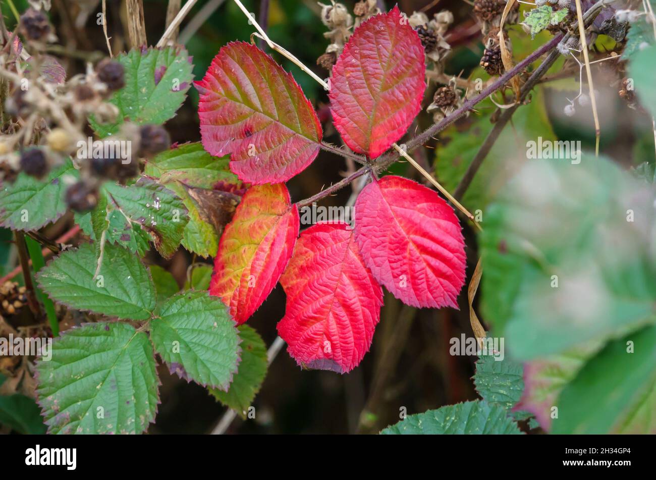 Leuchtend rote Herbstblätter auf einer gewöhnlichen Brombeere, Bramble (Rubus fruticosus), wild wachsend auf der Salisbury Plain, Wiltshire Stockfoto