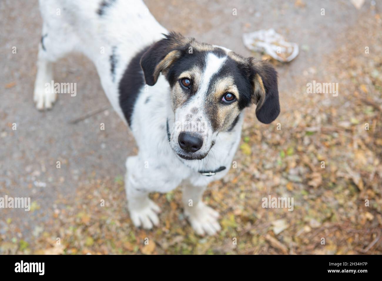 Auf dem Bürgersteig steht ein obdachloser Hund mit schwarzen Ohren Stockfoto