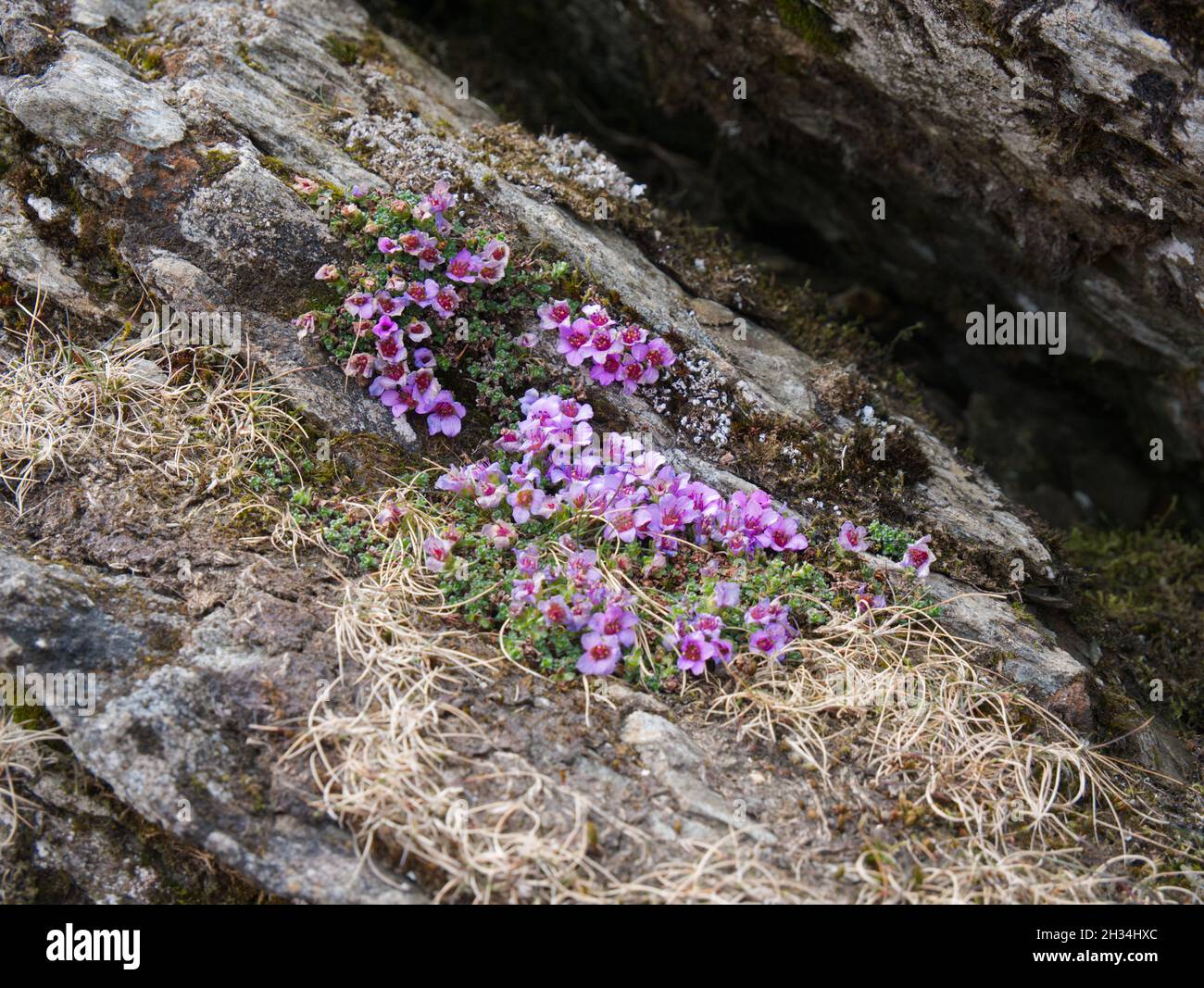 Purple Saxifrage, eine seltene arktische Alpenblume, die auf dem Südgrat von Snowdon/Yr Wyddfa, Snowdonia, Nordwales, wächst Stockfoto