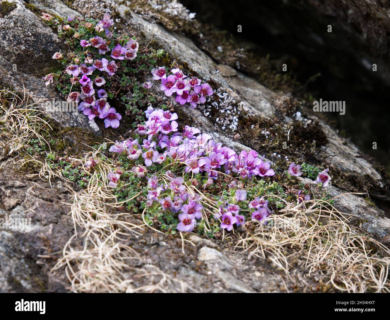 Purple Saxifrage, eine seltene arktische Alpenblume, die auf dem Südgrat von Snowdon/Yr Wyddfa, Snowdonia, Nordwales, wächst Stockfoto