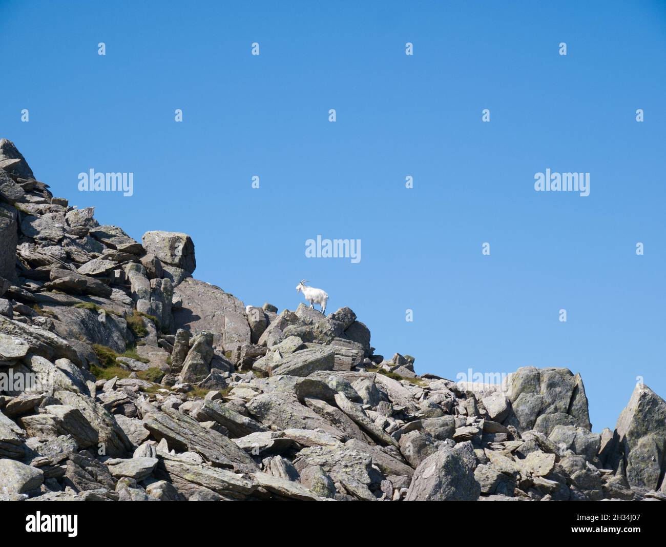 Bergziegen aus Feral auf dem felsigen Gipfel von Glyder Fach im Snowdonia National Park, Wales Stockfoto